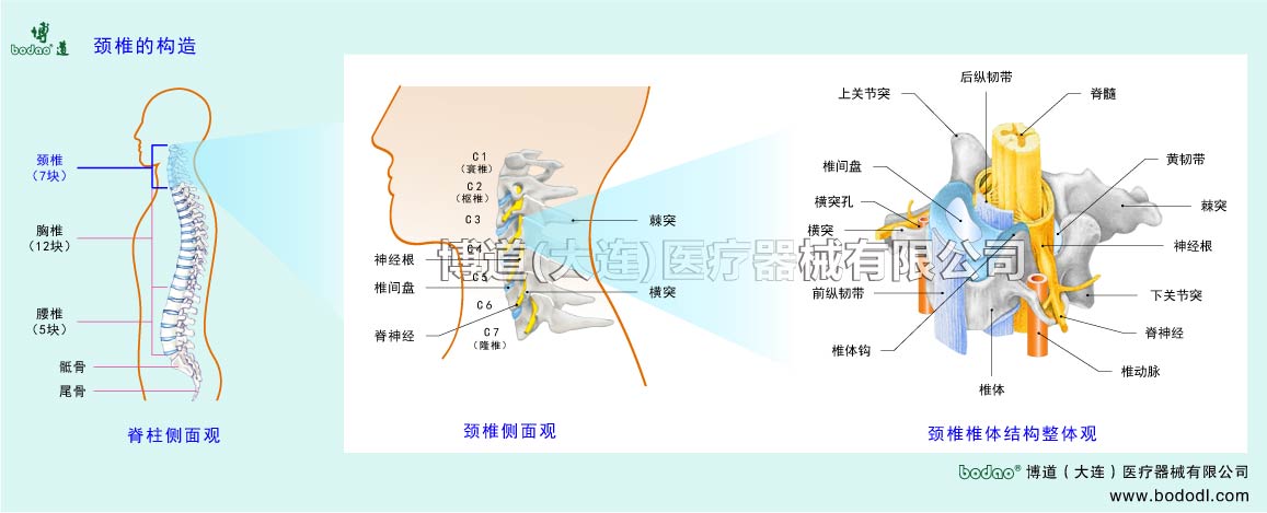 颈椎的构造